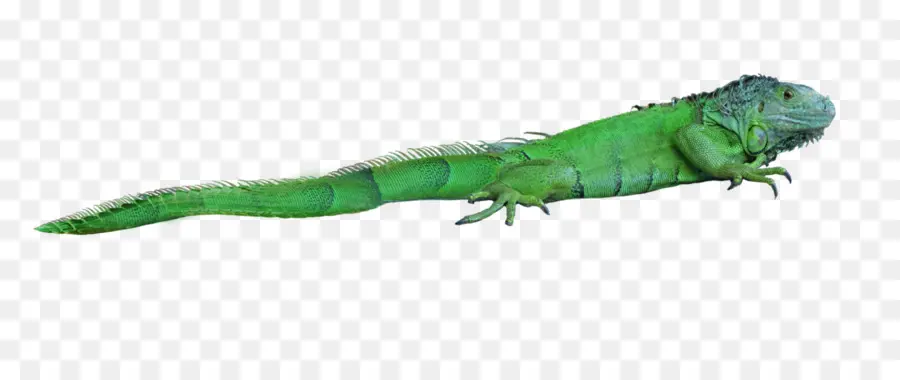 Lagarto，Reptil PNG