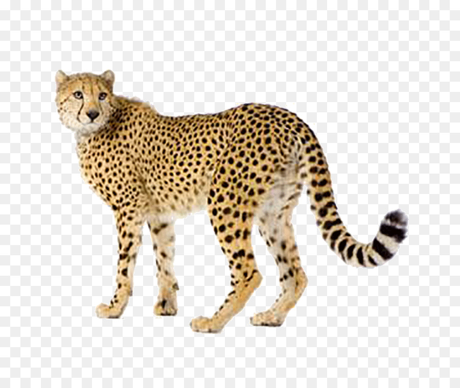 Cheetah，Felidae PNG