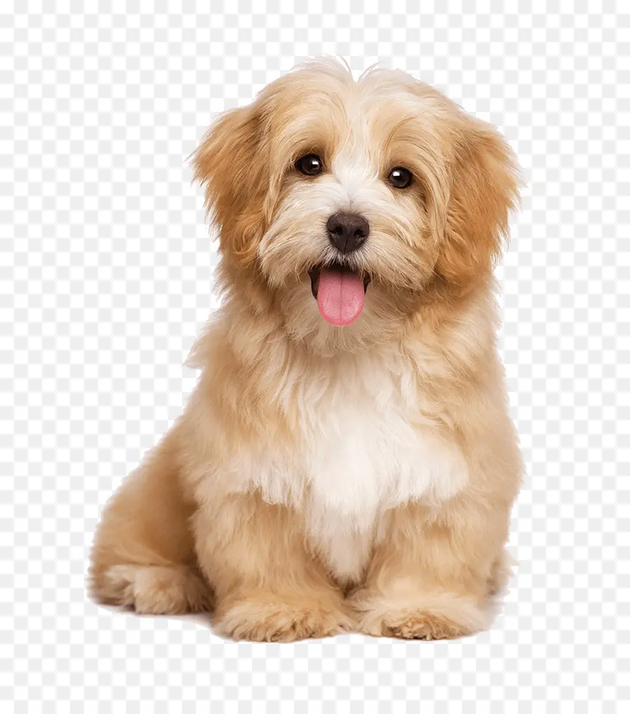 Havanese Perro，Cuidado De Mascotas PNG