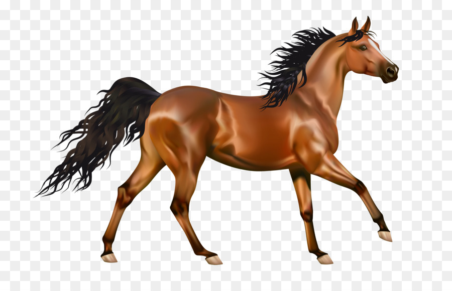 Mustang，Pony PNG