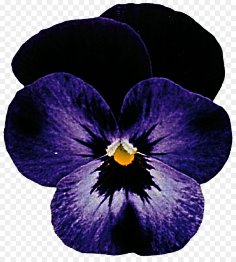 Rocky，Viola Cornuta PNG