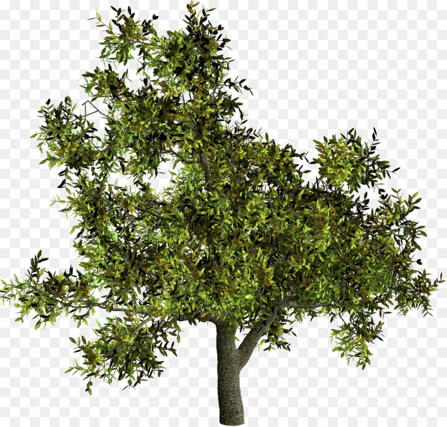 árbol，Arbusto PNG