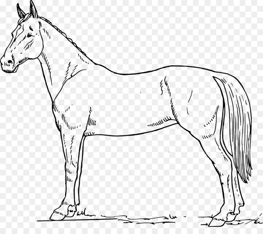 Caballo árabe，Anatomía Equina PNG