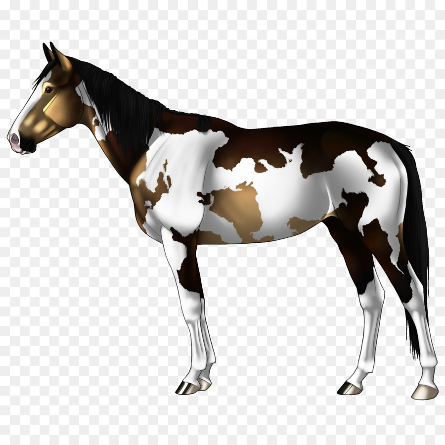 Caballo Blanco Y Negro，Caballo PNG