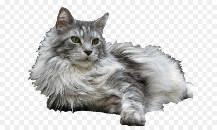 Maine Coon，American Bobtail PNG