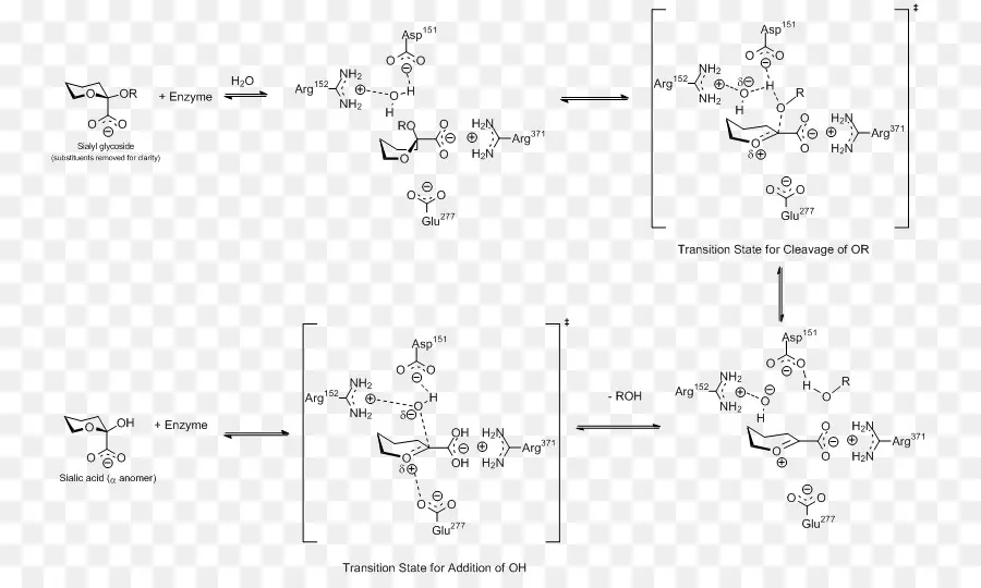 La Neuraminidasa，La Neuraminidasa Viral PNG