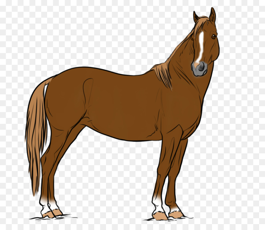 Caballo，Equino PNG