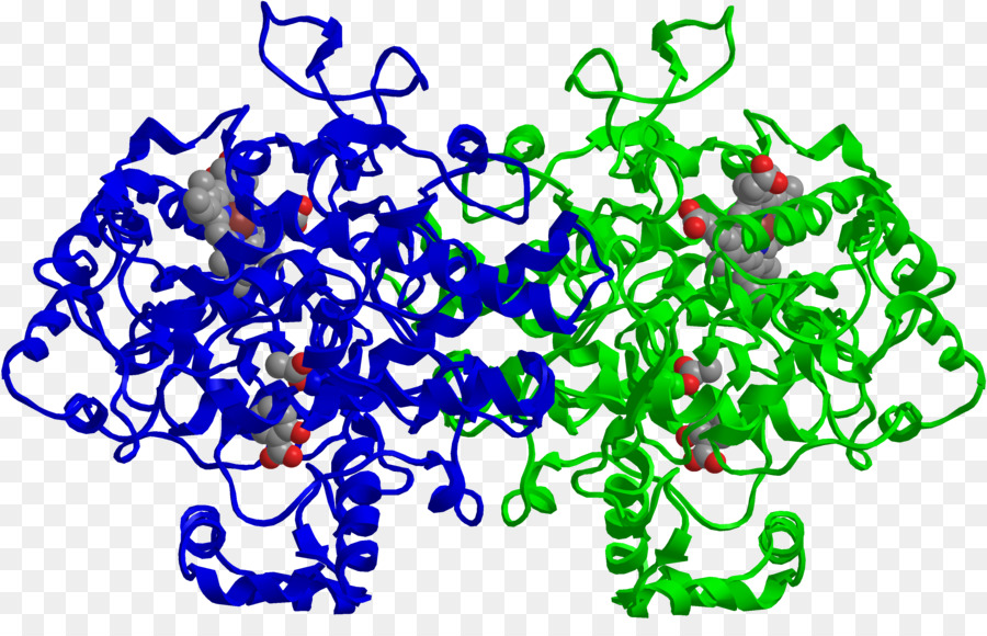 Ciclooxigenasa，Prostaglandinendoperóxido Sintasa 2 PNG