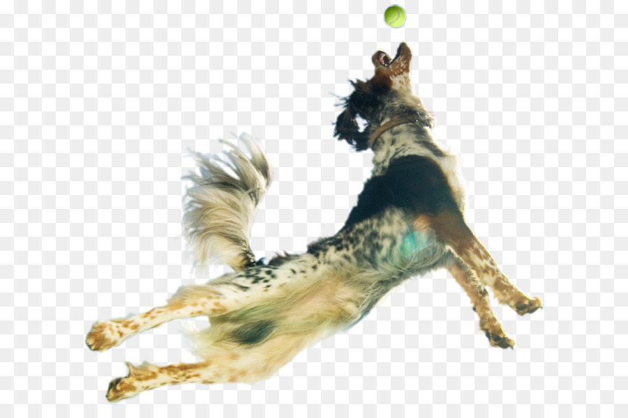 Mascota，Cachorro PNG