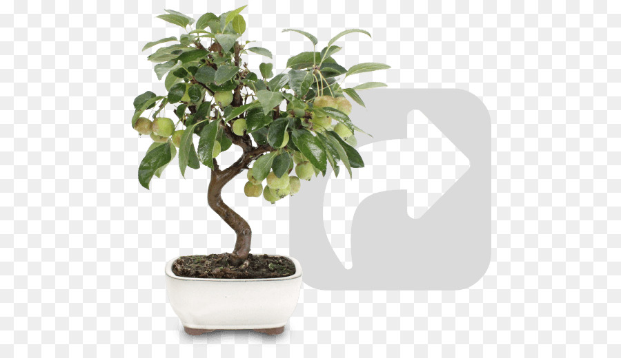 árbol Bonsái，En Conserva PNG