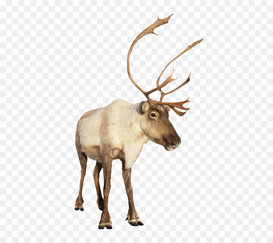 Reindeer，Rudolph PNG