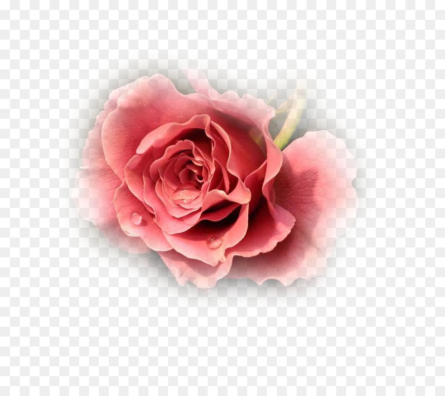 Rosa，Floración PNG