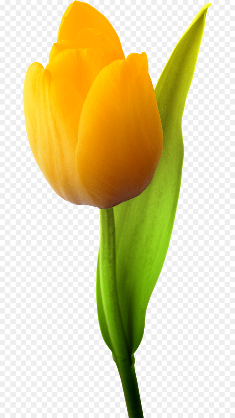 Tulipán Amarillo，Floración PNG