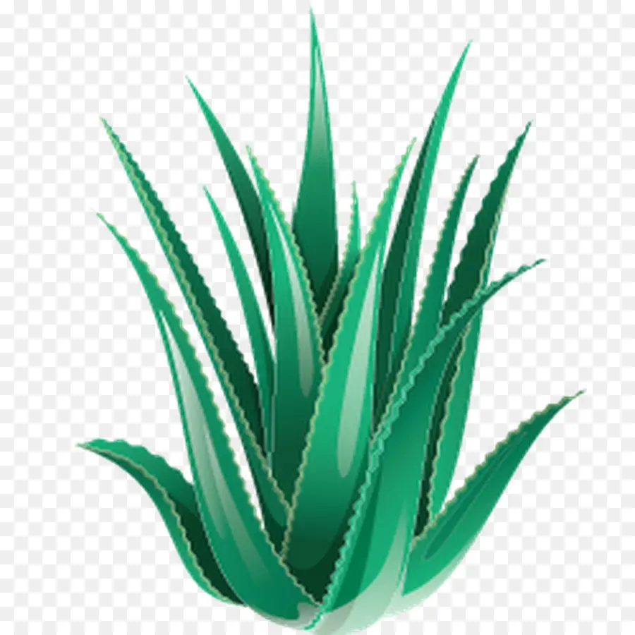 Planta，Aloe Vera PNG