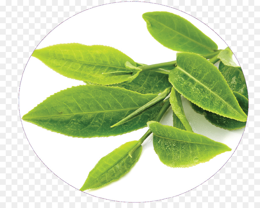 Té，Té Verde PNG