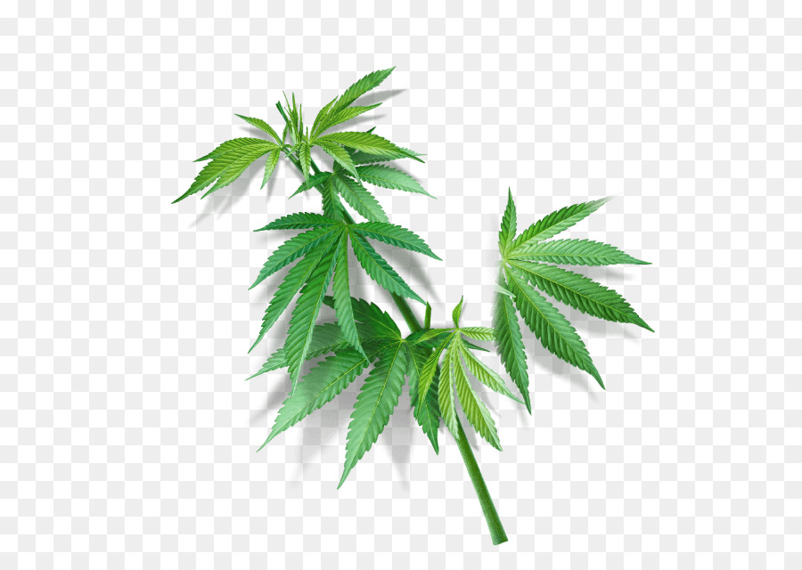 Hoja De Cannabis，Marijuana PNG