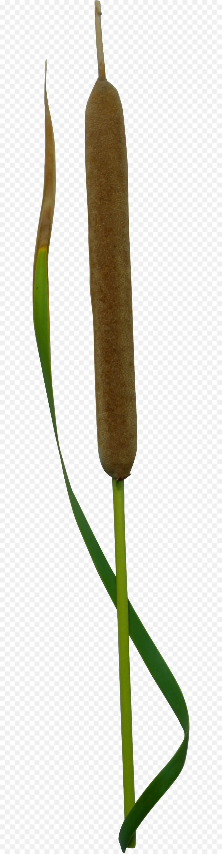 Scirpus，Megabyte PNG