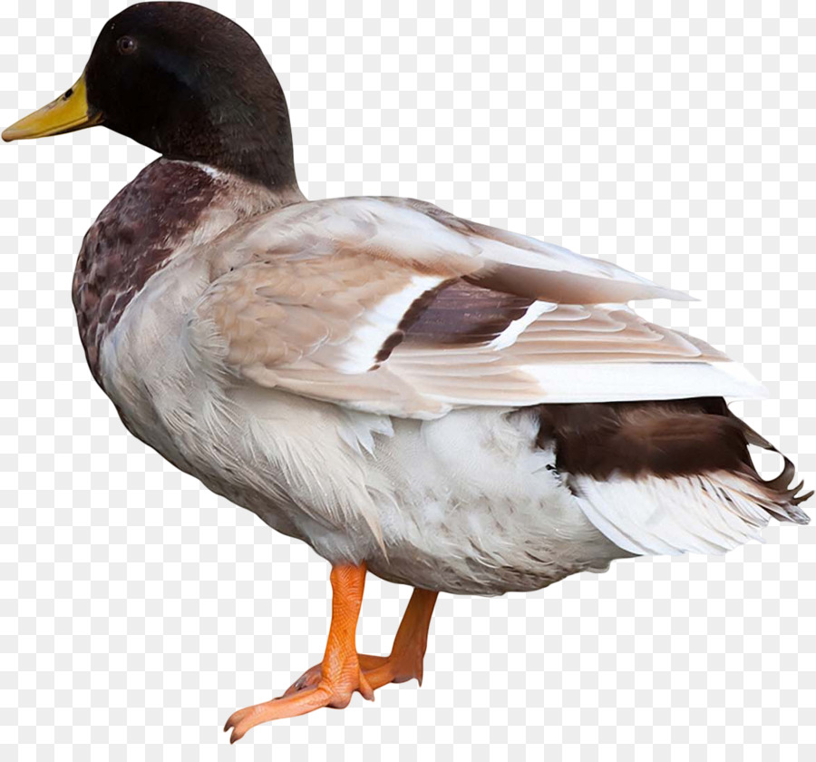 Pato，Ganso PNG