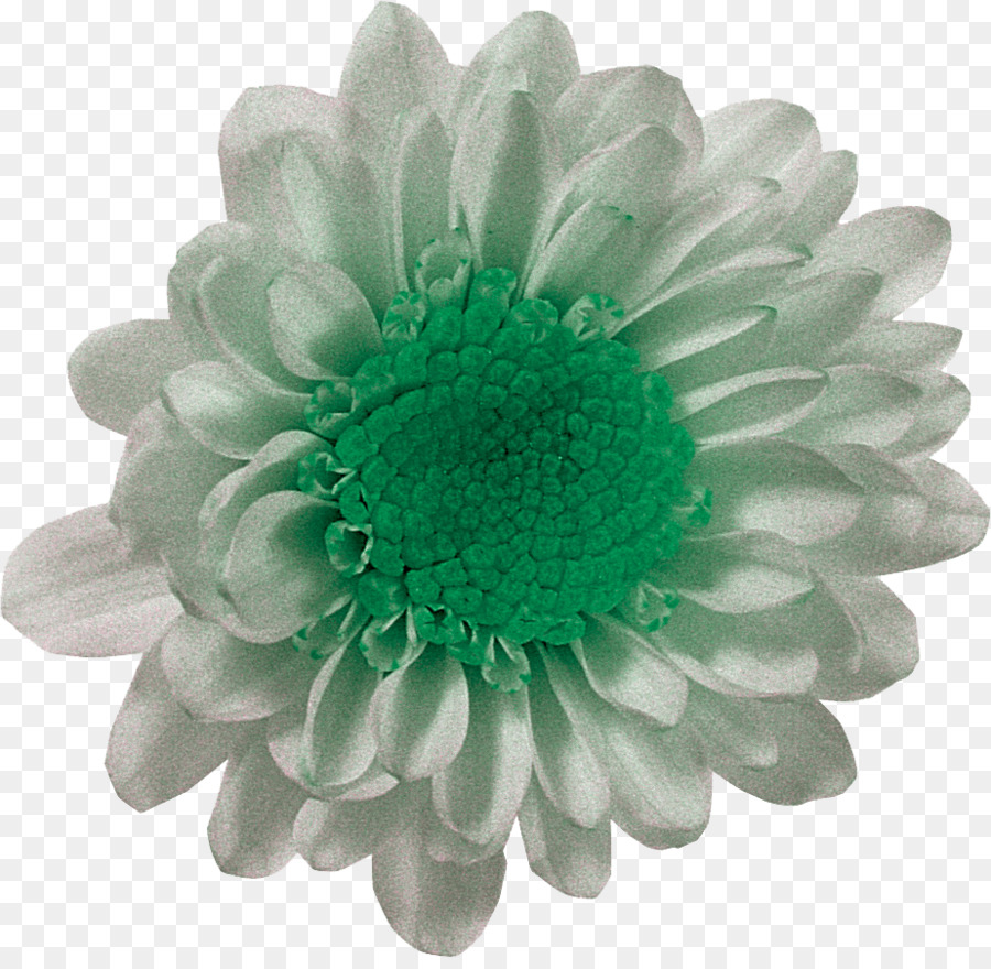 Blanco，Flor PNG