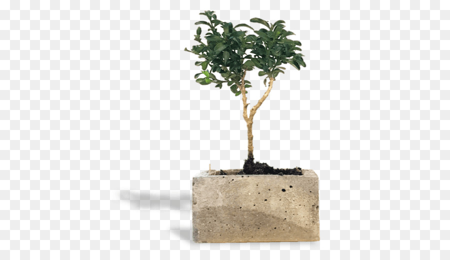 Planta En Maceta，Planta PNG