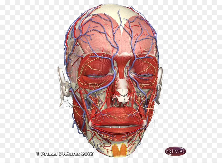 El Vello Facial，La Mandíbula PNG