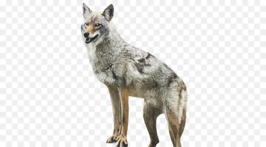 Coyote，Perro PNG