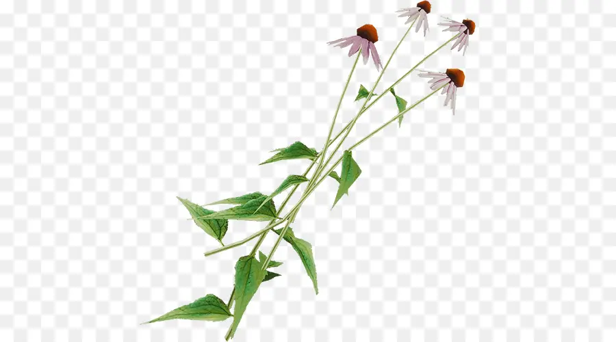 Tallos De Flores，Hojas PNG