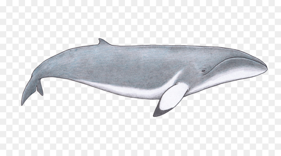 Ballena Azul，Océano PNG