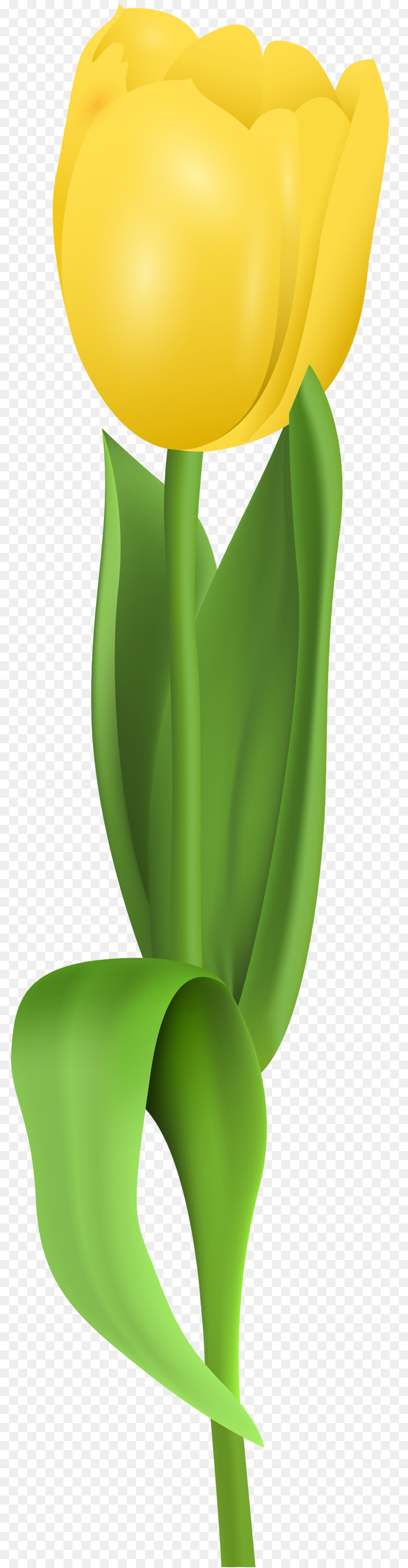 Tulipán，Amarillo PNG