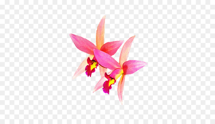 Las Orquídeas，Rosa PNG