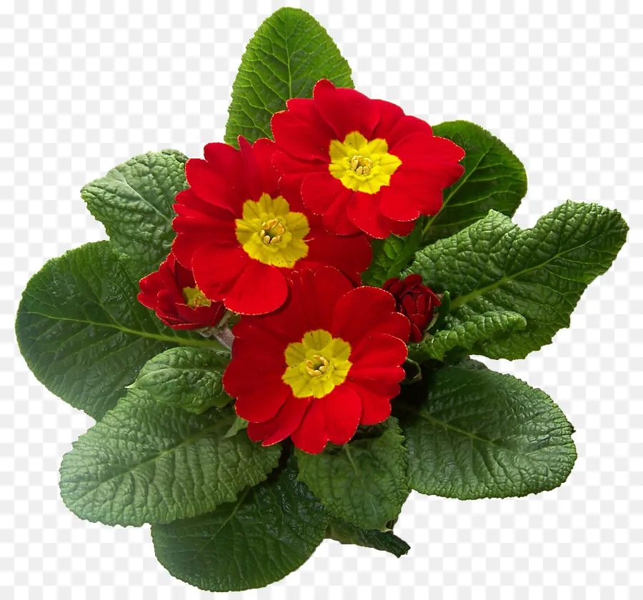 Flores Rojas，Florecer PNG