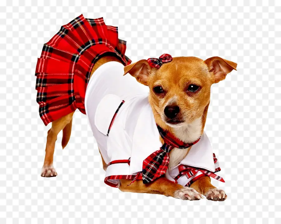 Perro Disfrazado，Mascota PNG