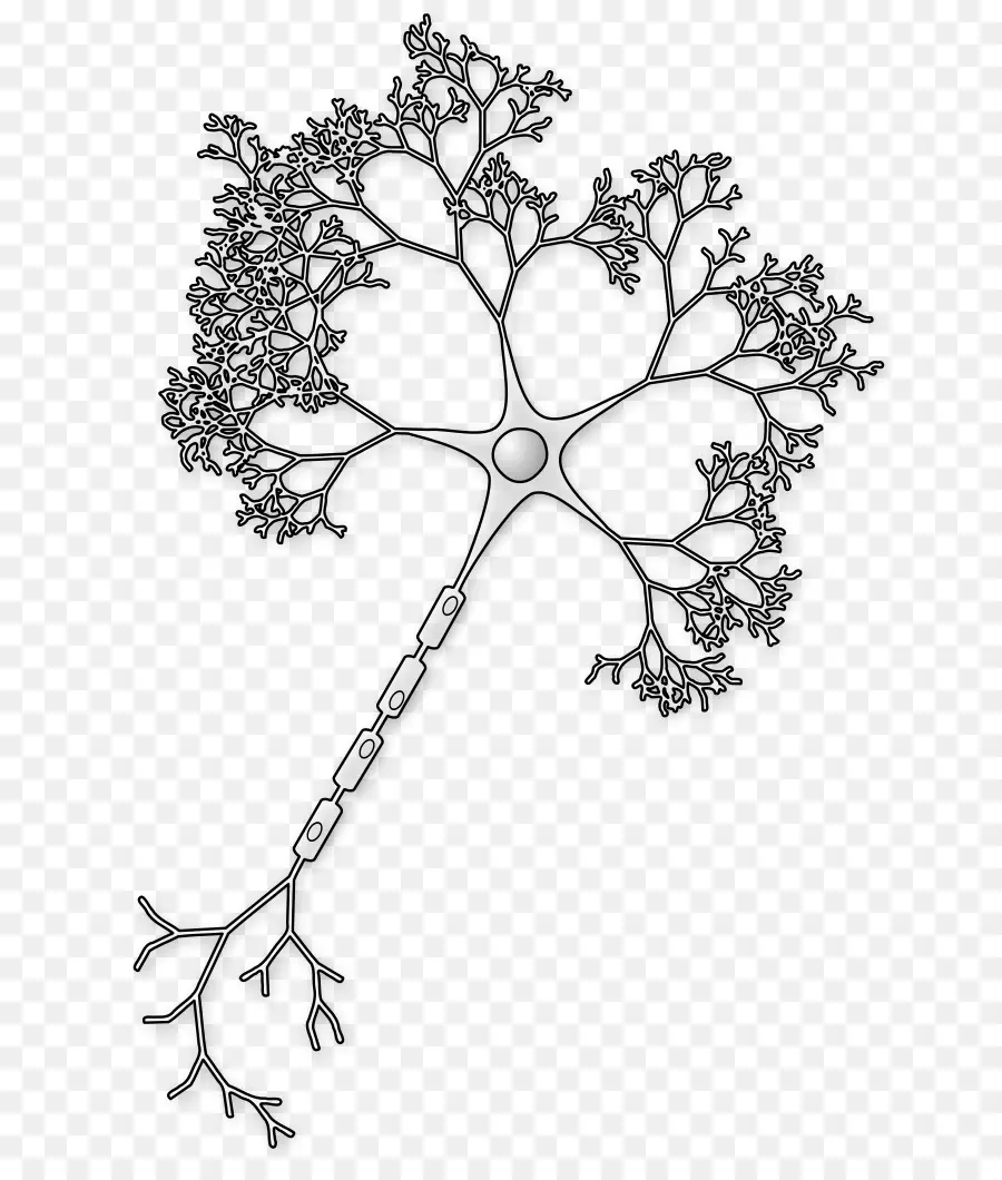Neurona，Axon PNG
