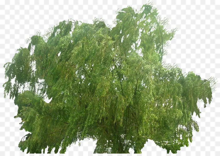 árbol Verde，Naturaleza PNG