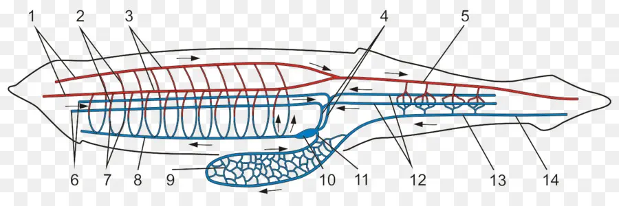 De Los Vertebrados，Lancelet PNG