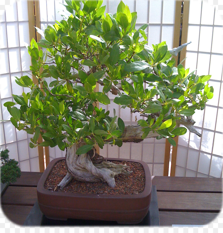 Sageretia Theezans，Bonsai PNG