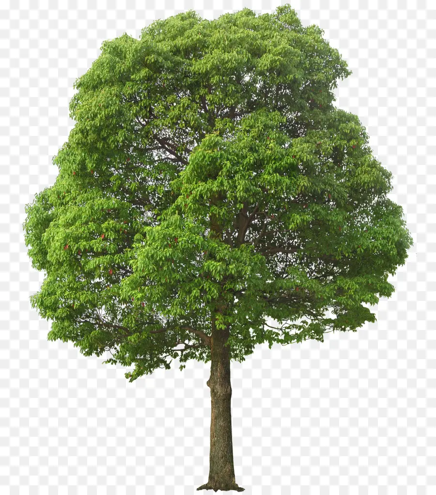 Una Fotografía De Stock，árbol PNG