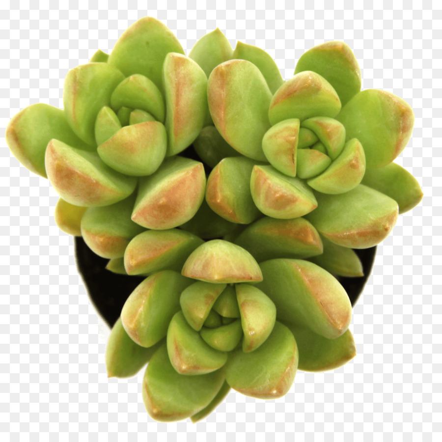 Adromischus，Casero PNG