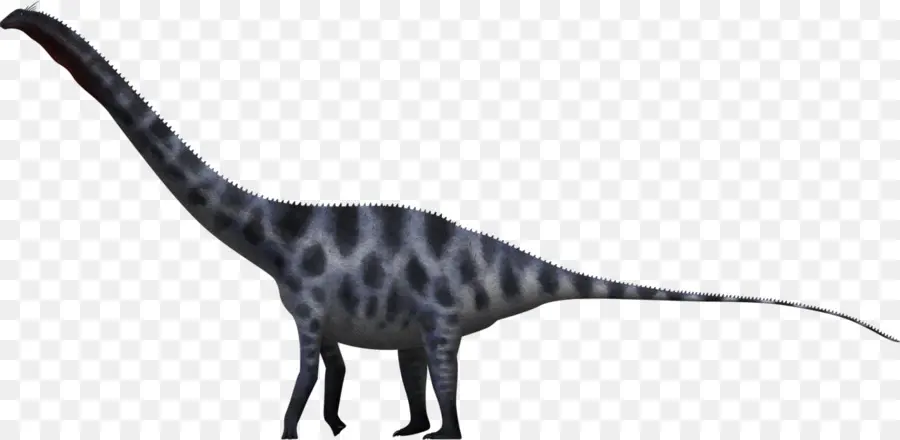 Supersaurus，Dinosaurio De Tamaño PNG