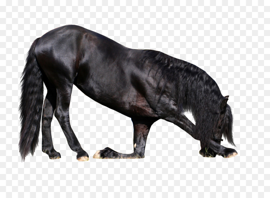 Caballo Frisón，Rocky Mountain Horse PNG