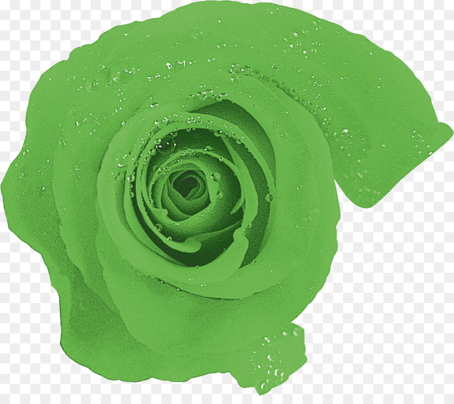 Rosa Verde，Rosa PNG