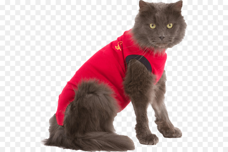 Gato，Perro PNG