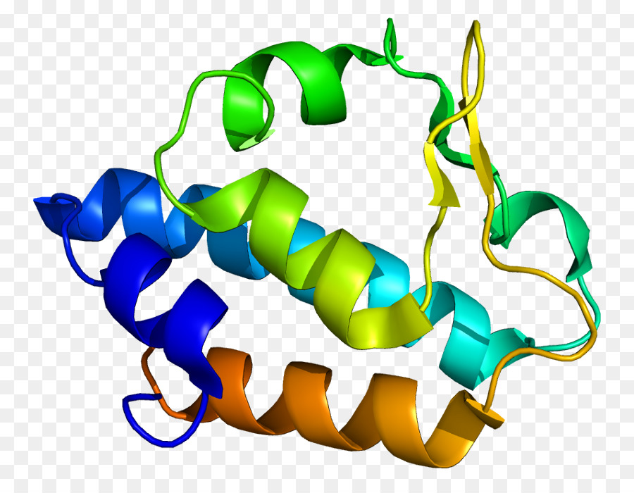 Estructura De La Proteína，Molécula PNG