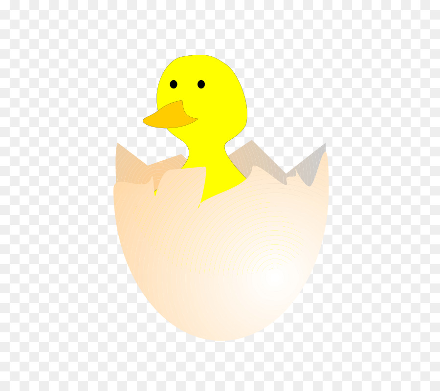 Pollo，Pato PNG