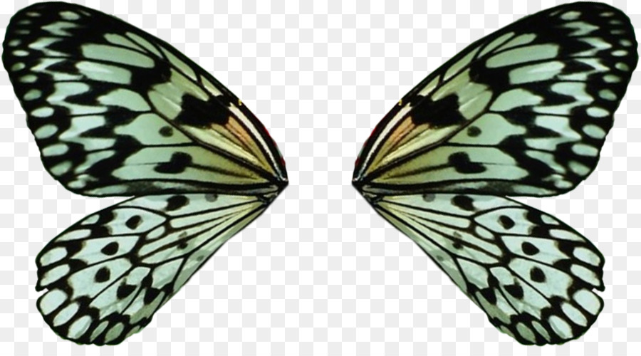 Mariposa，Idea De Leuconoe PNG