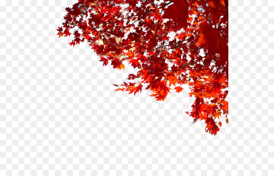 Otoño，Liveinternet PNG