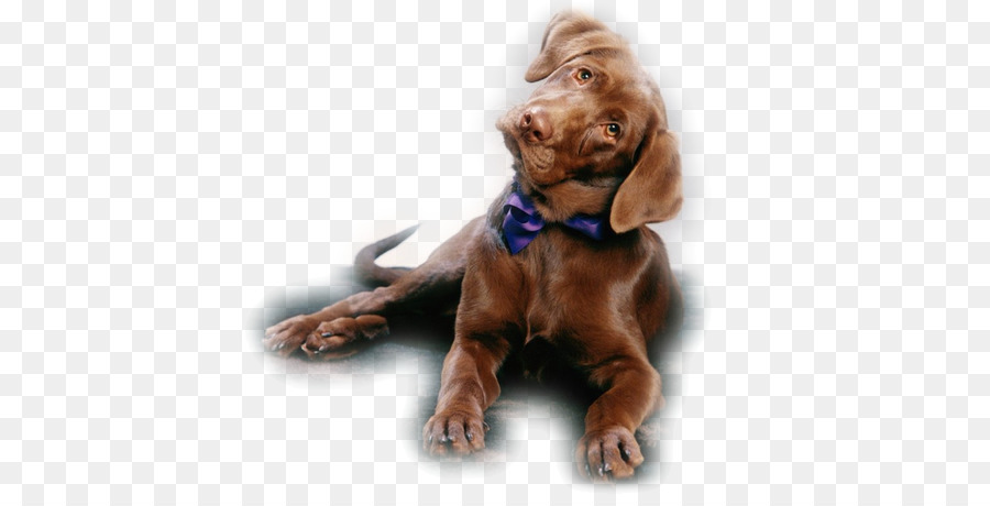 Labrador Retriever，Cachorro PNG