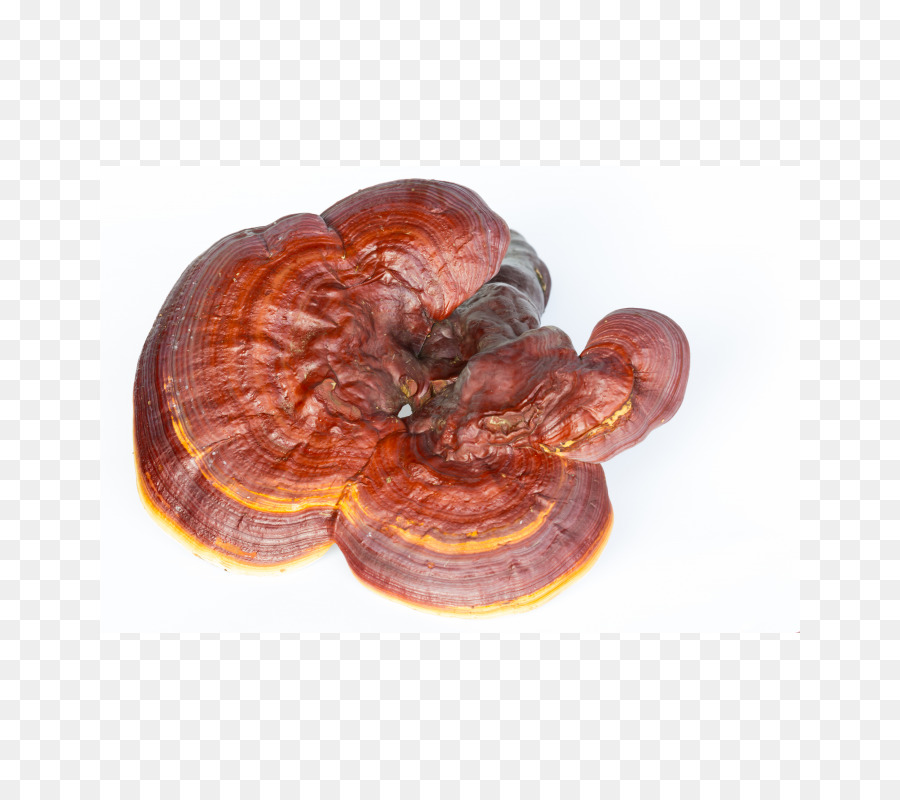 Champiñón，Reishi PNG