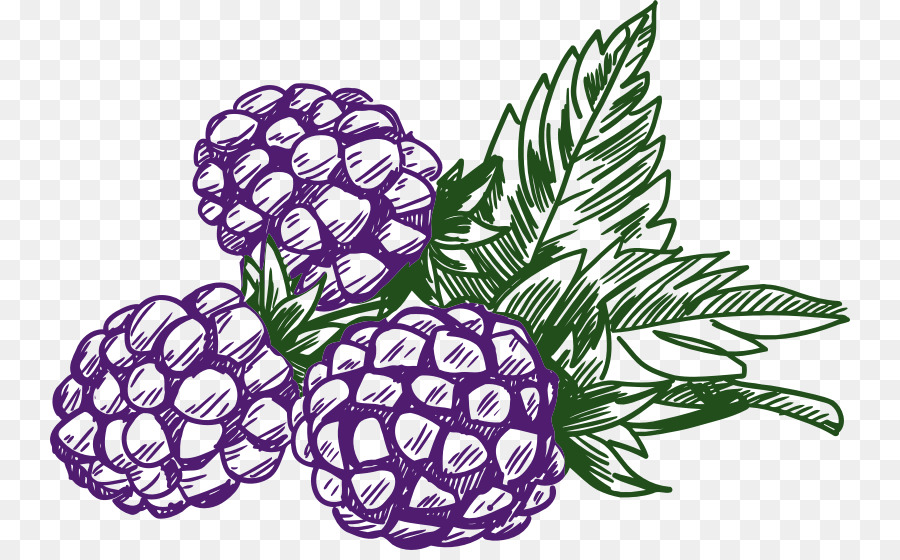 Blackberry，Berry PNG