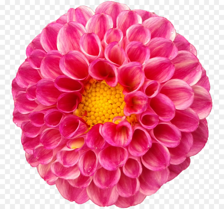 Flor Rosa，Florecer PNG